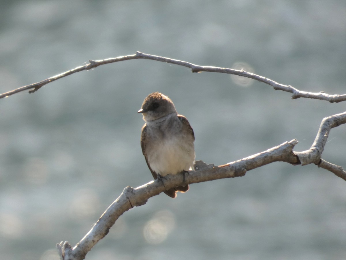 Northern Rough-winged Swallow - Patty Rose