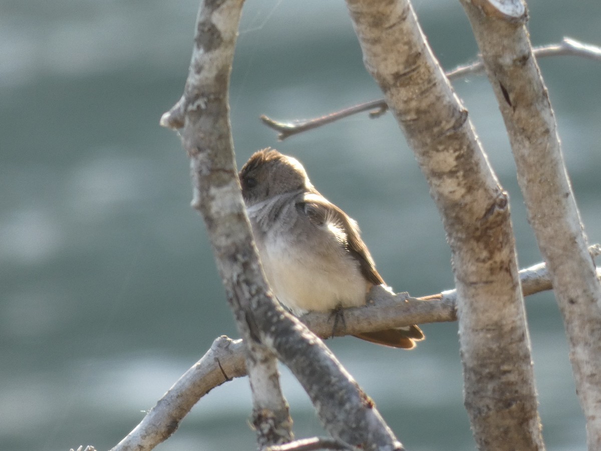 Northern Rough-winged Swallow - Patty Rose