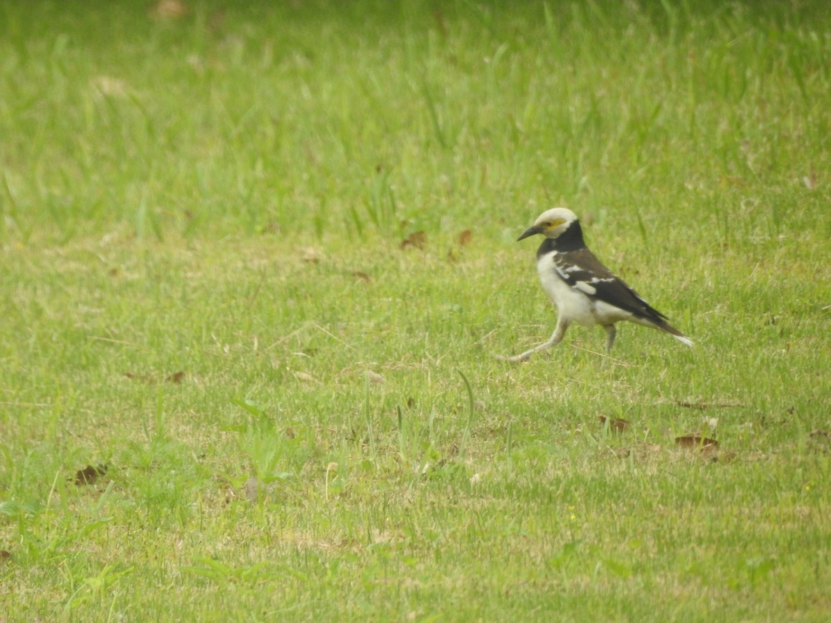 Black-collared Starling - ML456412061