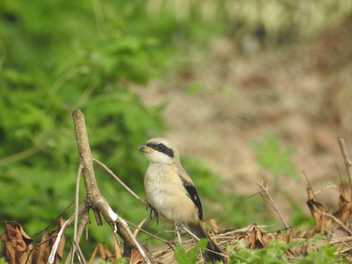 Long-tailed Shrike - ML456412261