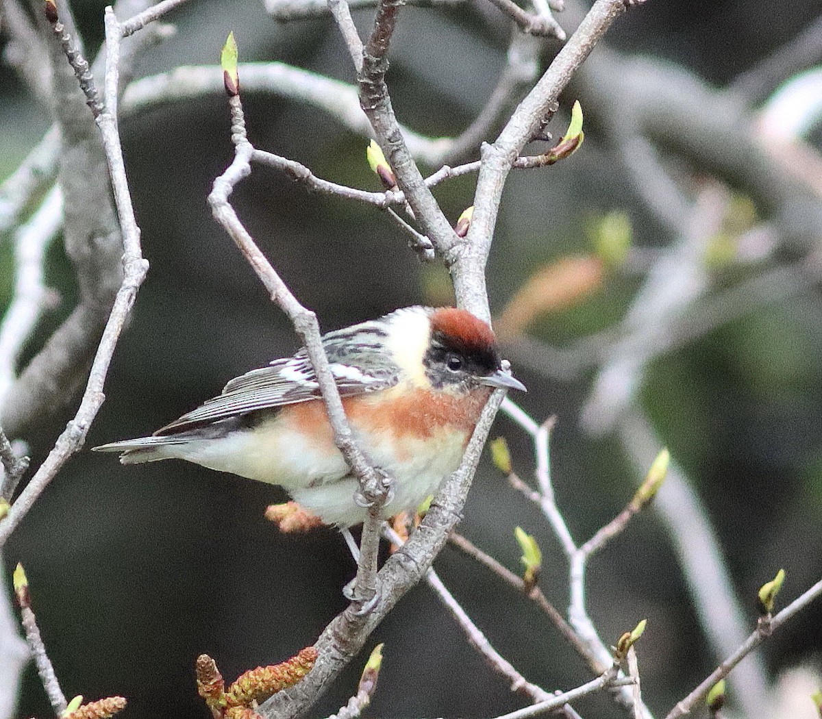 Bay-breasted Warbler - ML456414151