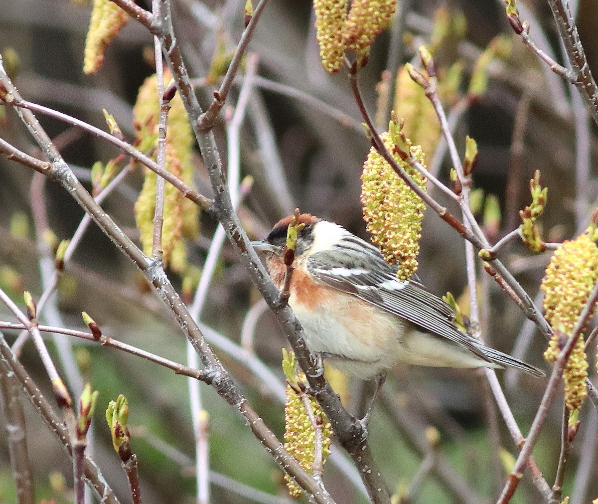 Bay-breasted Warbler - ML456414401