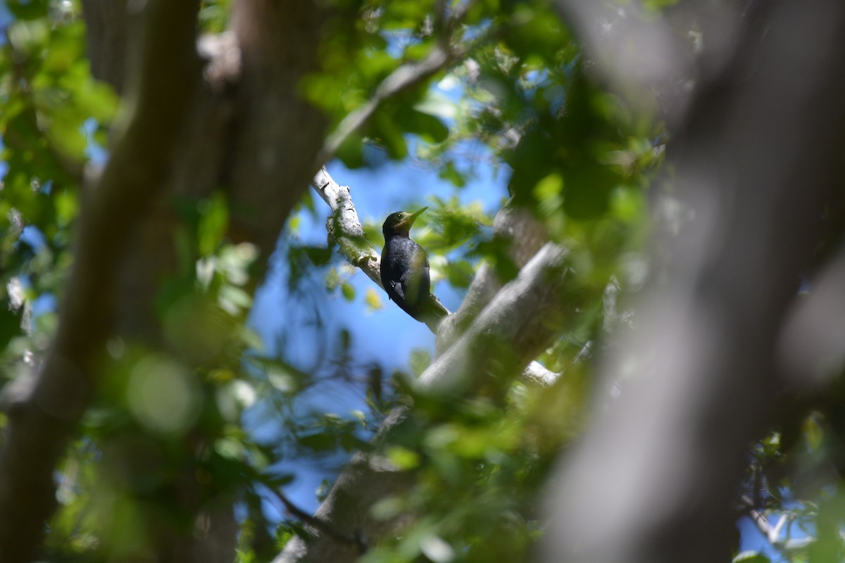 Puerto Rican Woodpecker - ML456415091