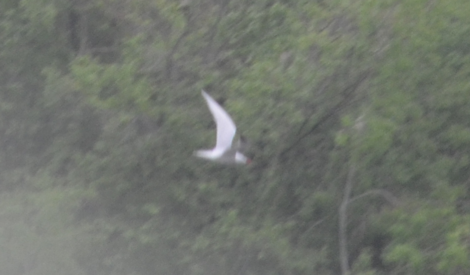 Caspian Tern - ML456415241