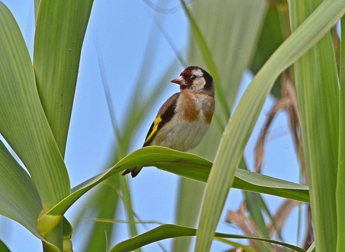 European Goldfinch - Joao Freitas