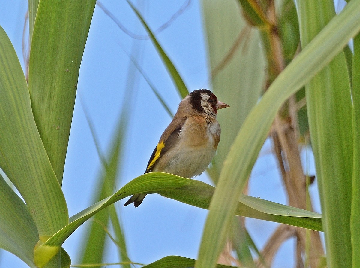 European Goldfinch - ML456415441