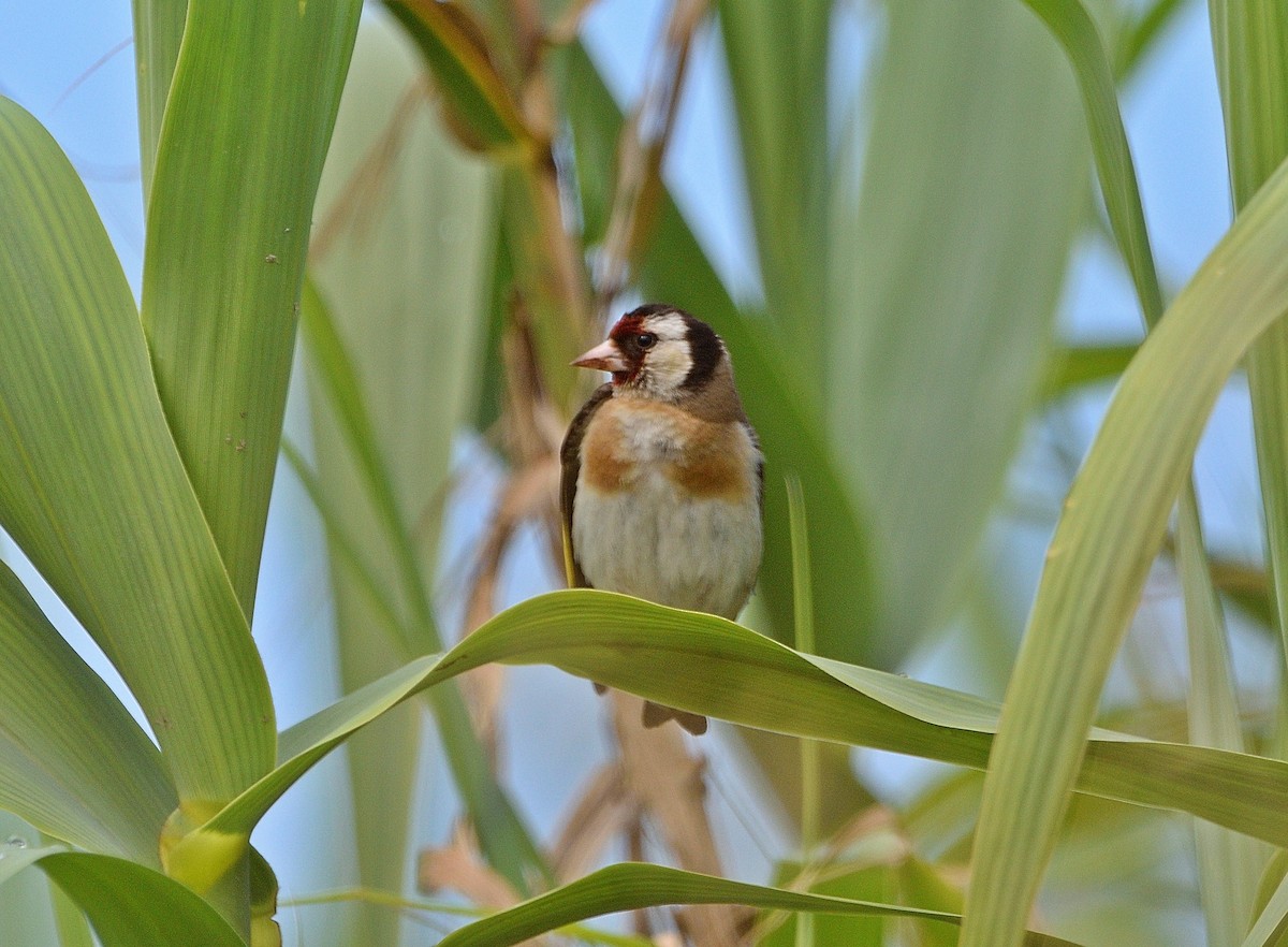 Chardonneret élégant - ML456415451