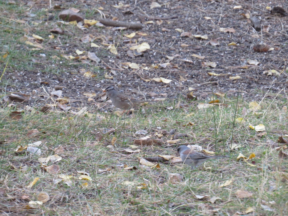 White-crowned Sparrow - ML456415491