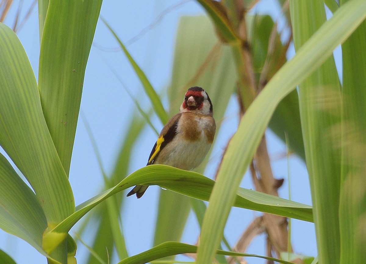 European Goldfinch - ML456415521