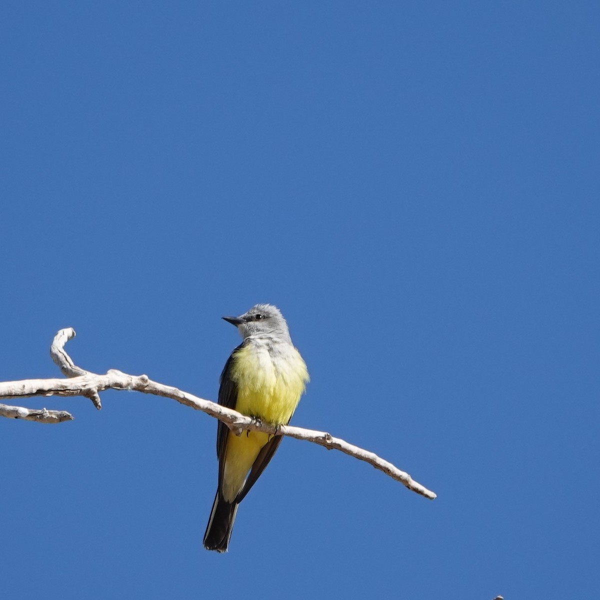 Western Kingbird - ML456415671