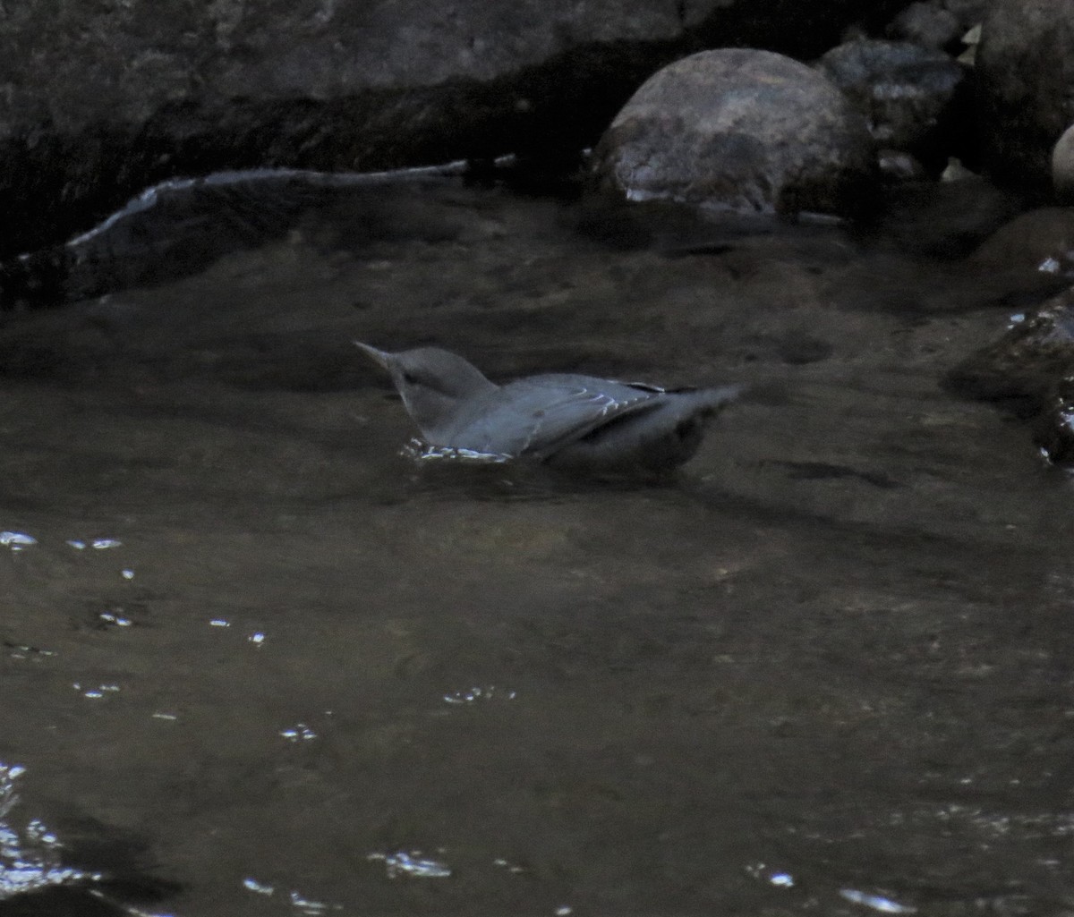 American Dipper - ML456416871