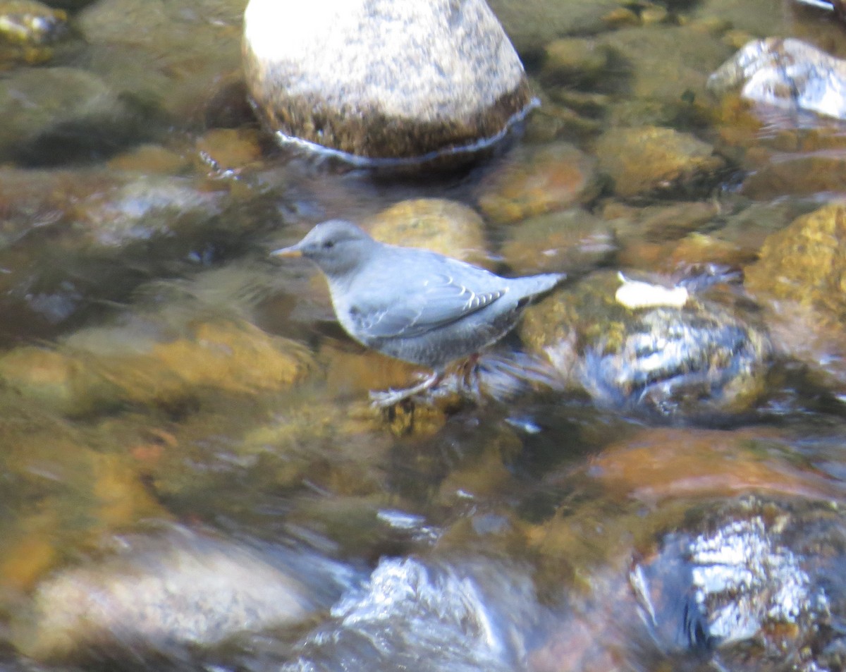 American Dipper - ML456416881