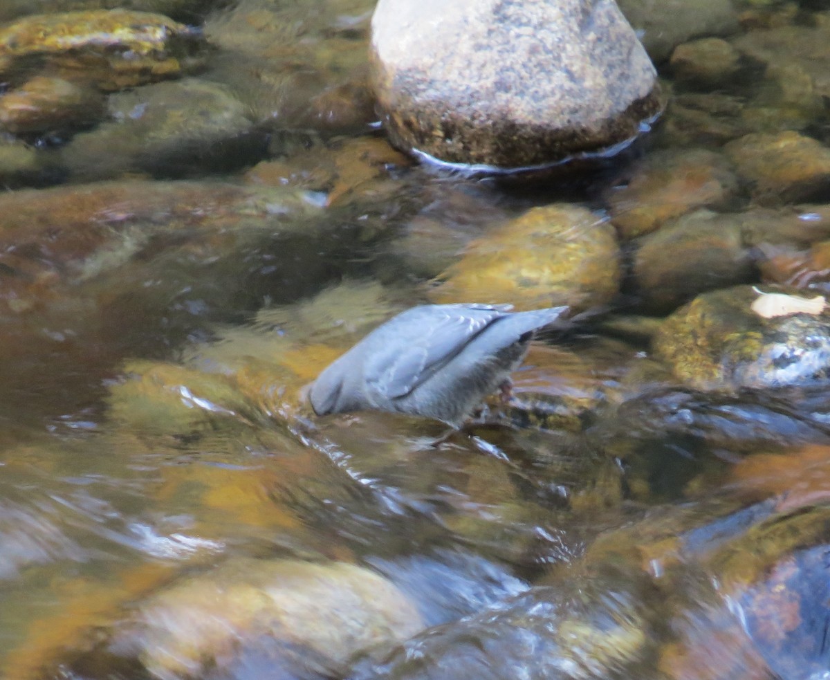 American Dipper - ML456416911