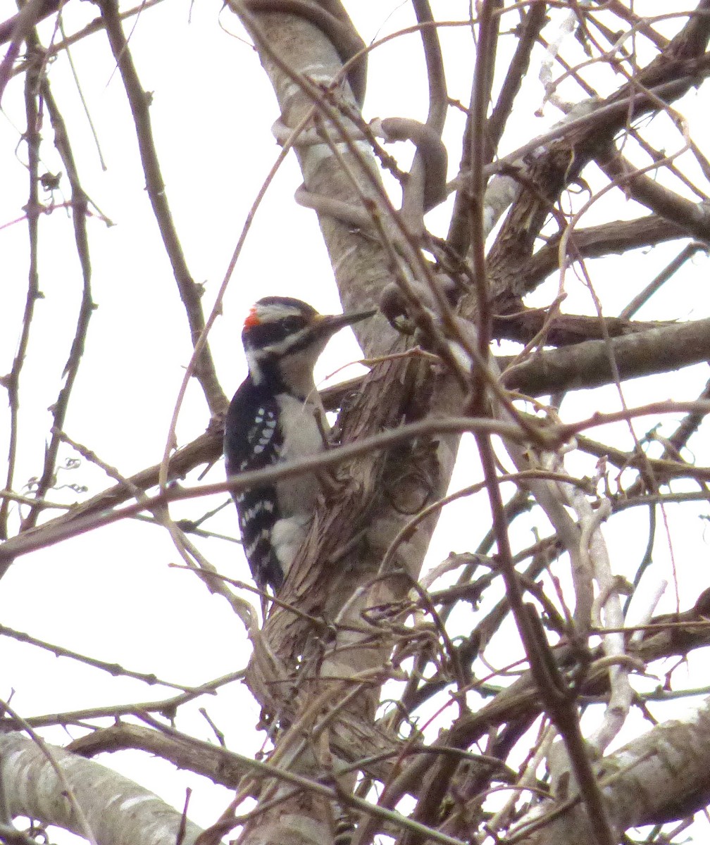 Hairy Woodpecker - ML45641701