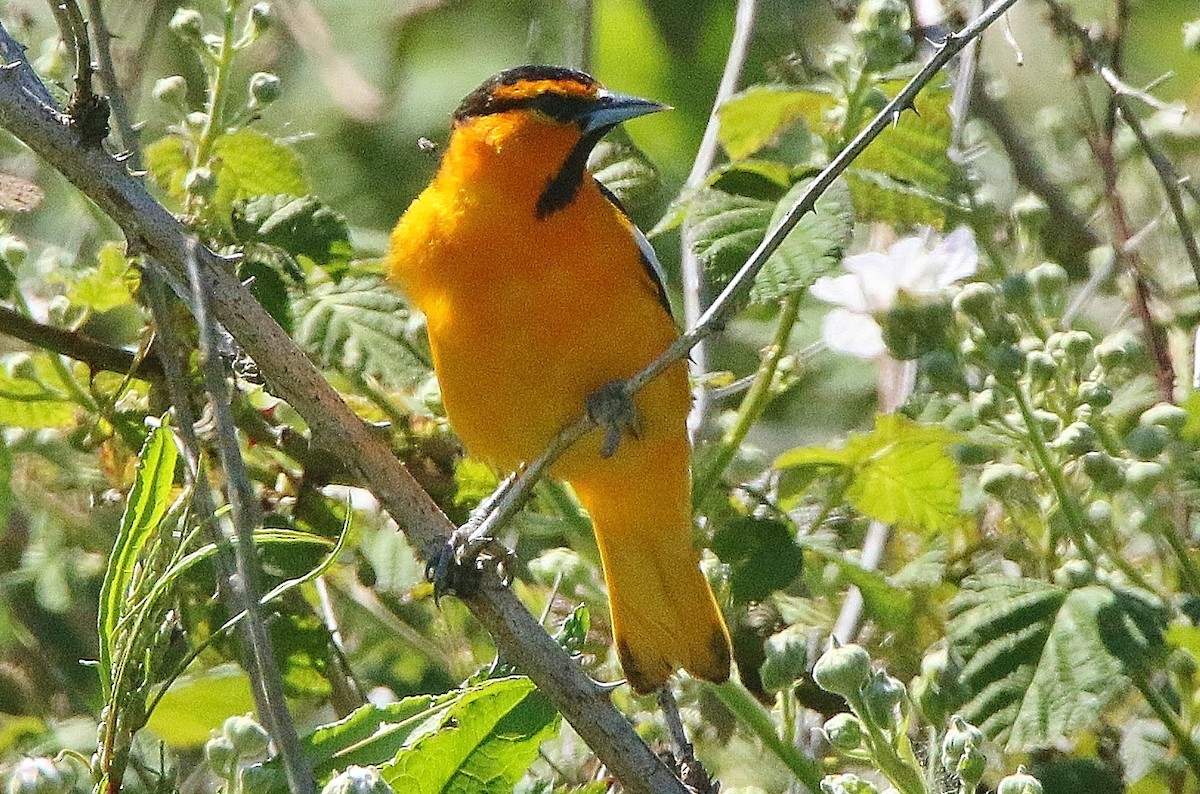 Oriole de Bullock - ML456417701