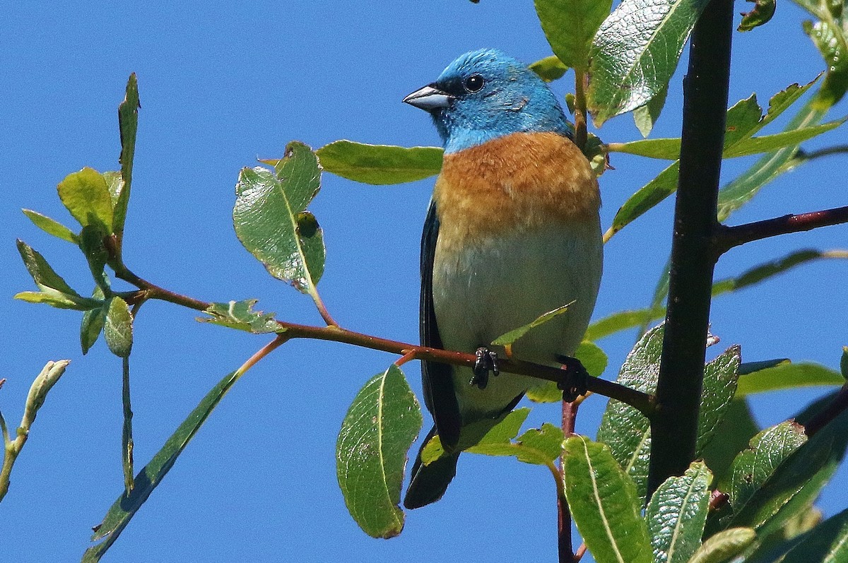 Lazuli Bunting - ML456417841