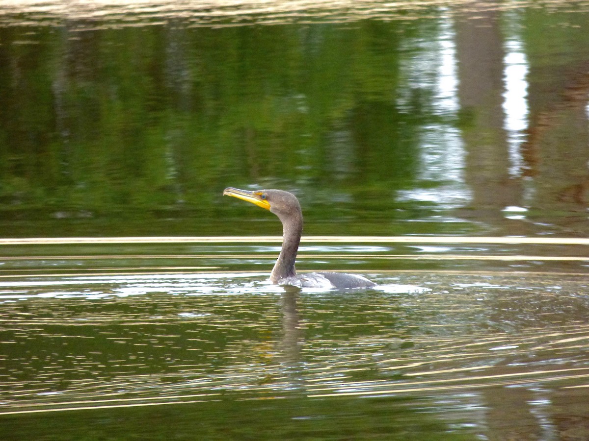 Double-crested Cormorant - ML45641791