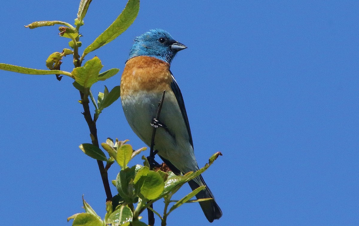 Lazuli Bunting - Glenn Anderson