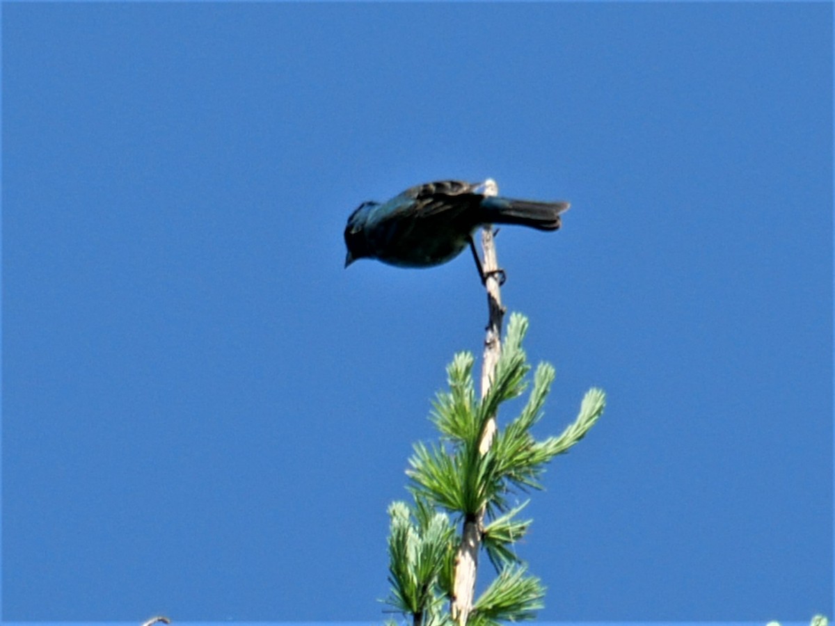 Indigo Bunting - ML456417991