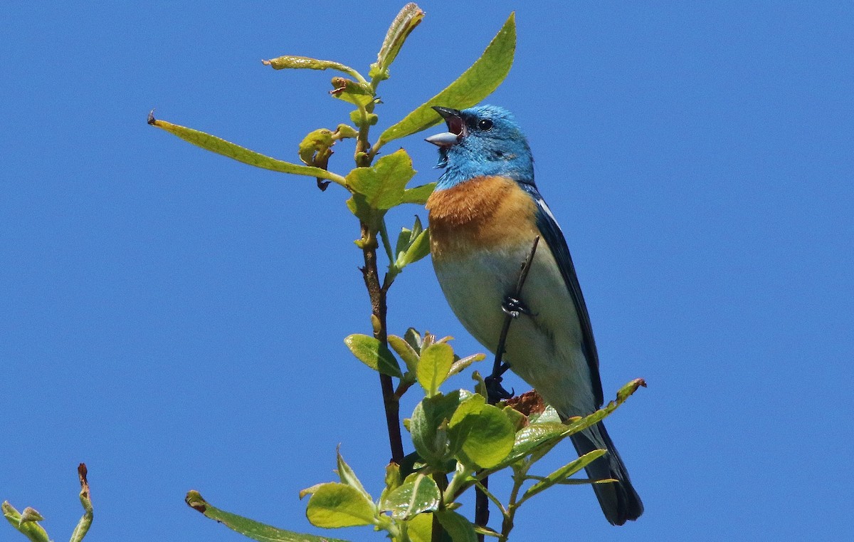 Passerin azuré - ML456418031