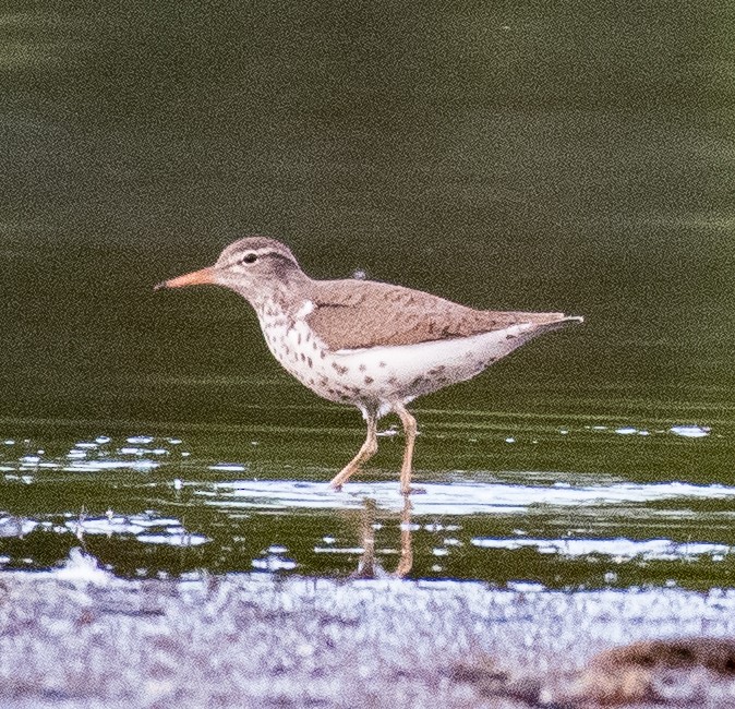 Spotted Sandpiper - ML456419101