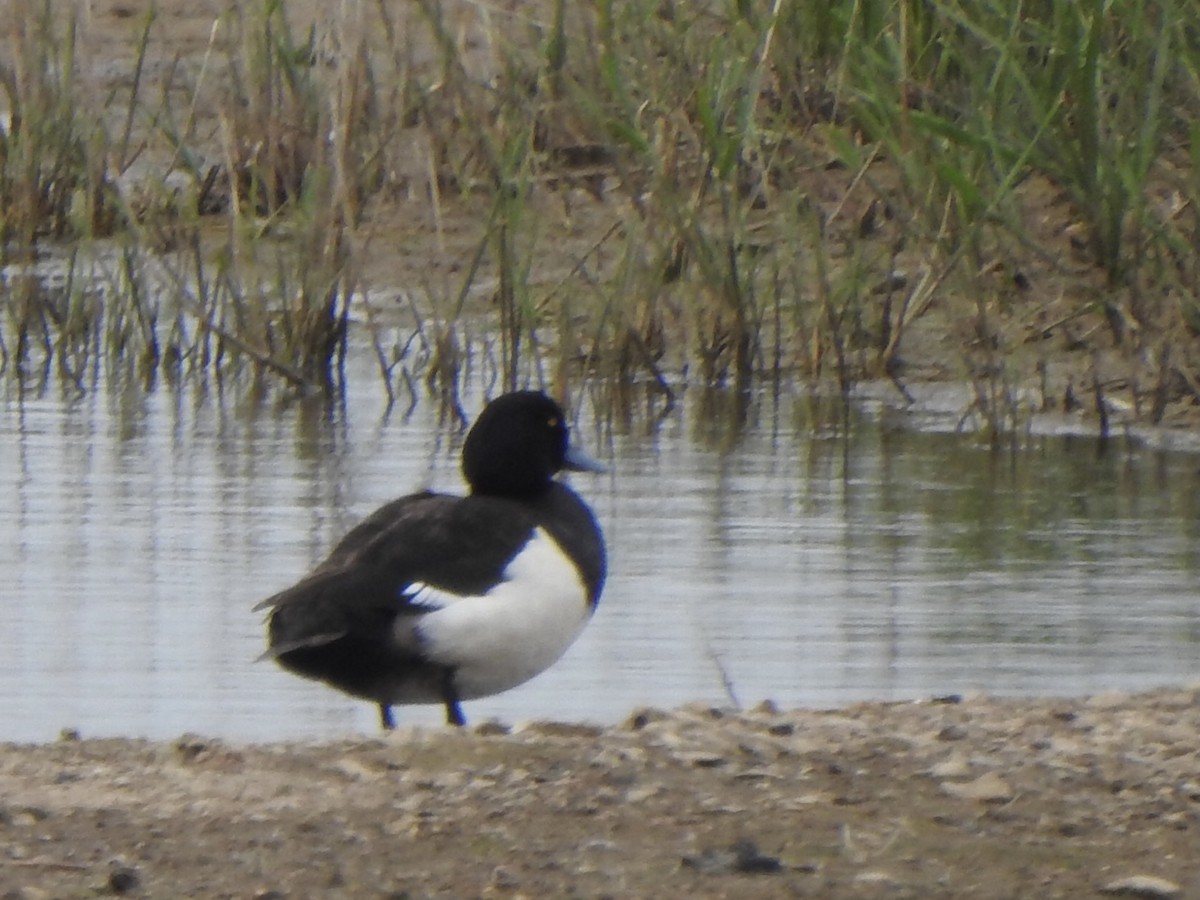 Tufted Duck - ML456419531