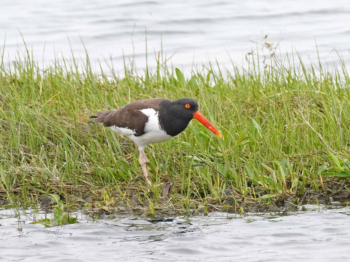 American Oystercatcher - ML456419741