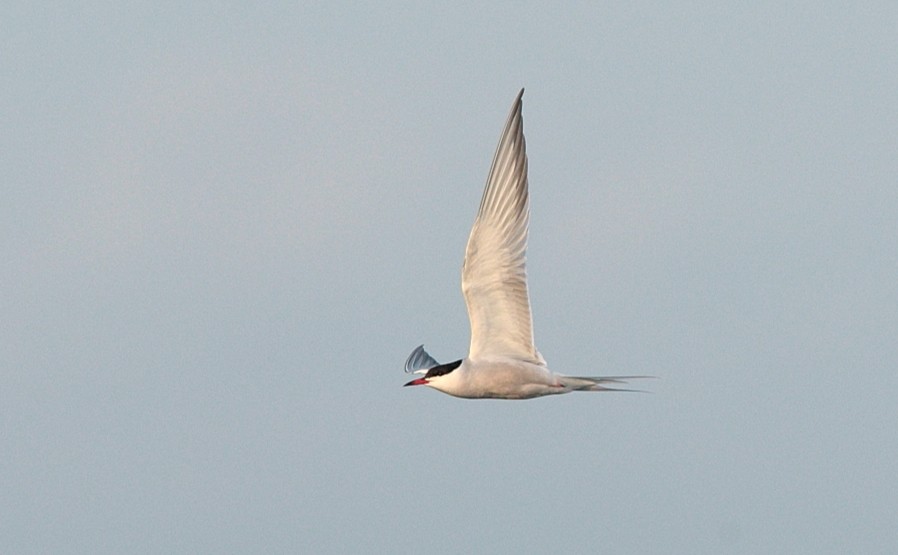 Common Tern - Brandon Holden