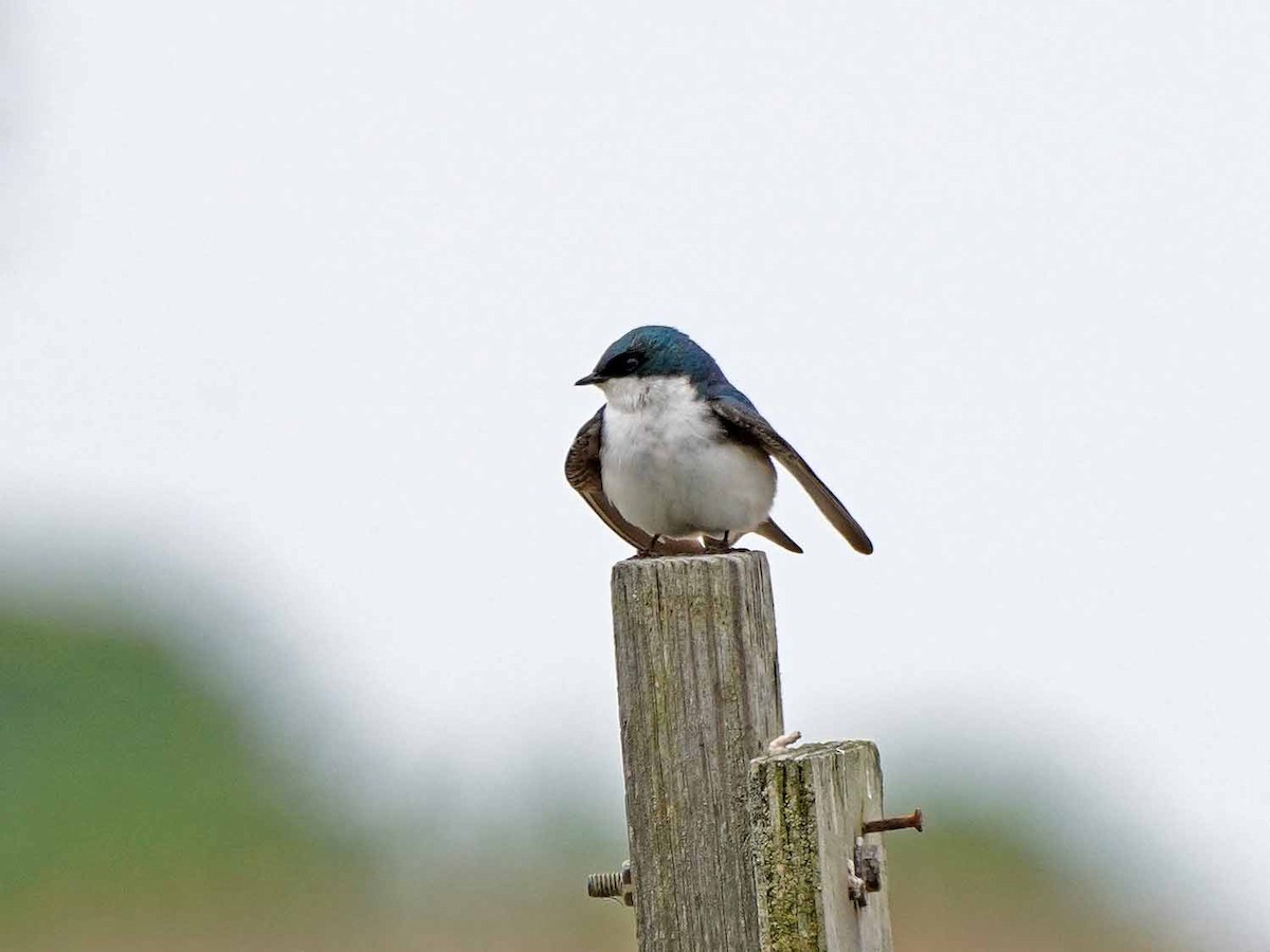 Tree Swallow - ML456425391