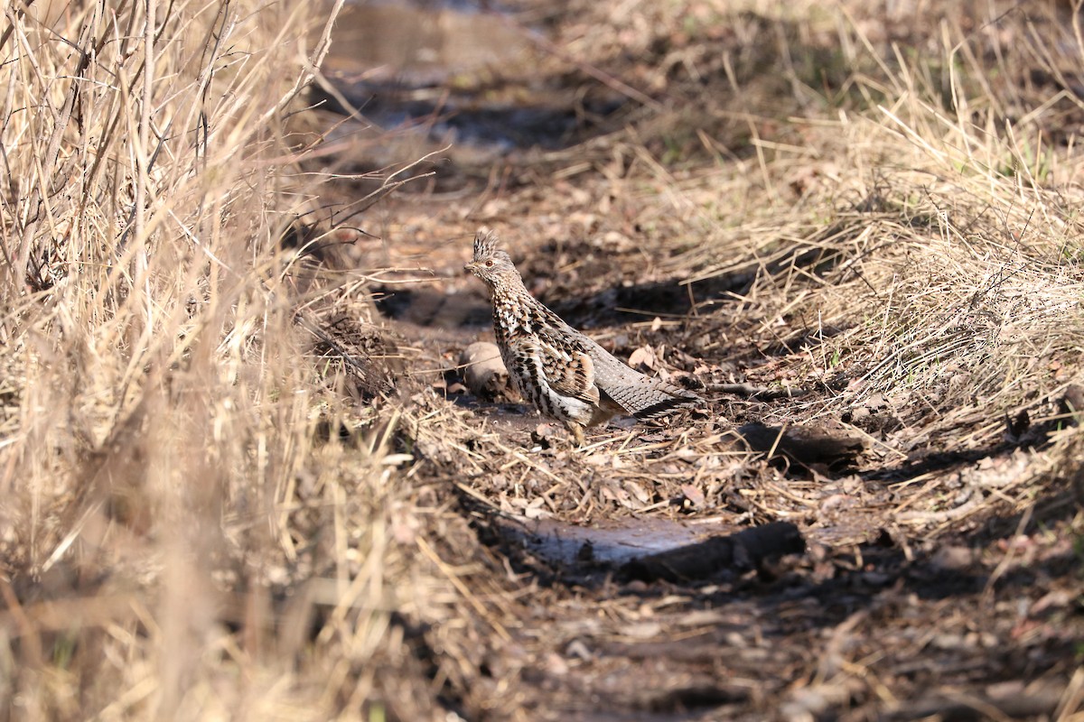 Ruffed Grouse - Elwin Johnson