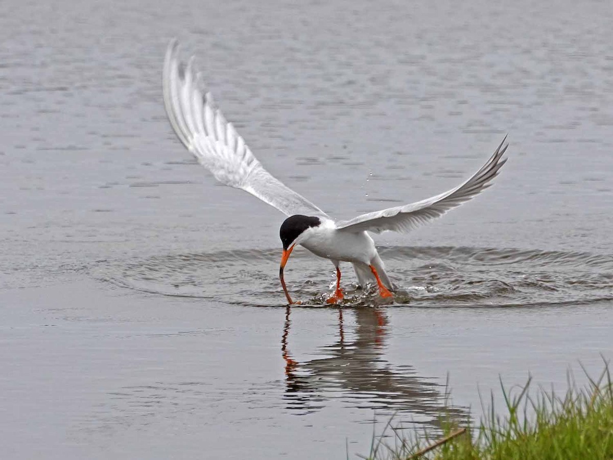 Common Tern - ML456426991