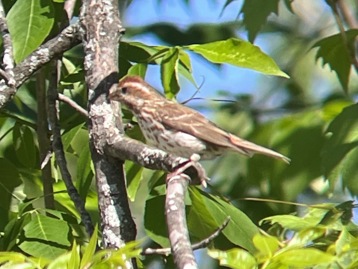 Camachuelo Purpúreo - ML456427511