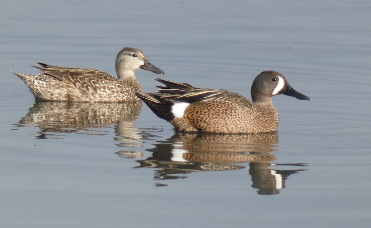 Blue-winged Teal - ML456427681