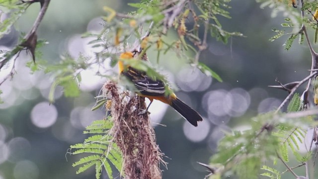 Streak-backed Oriole - ML456428301