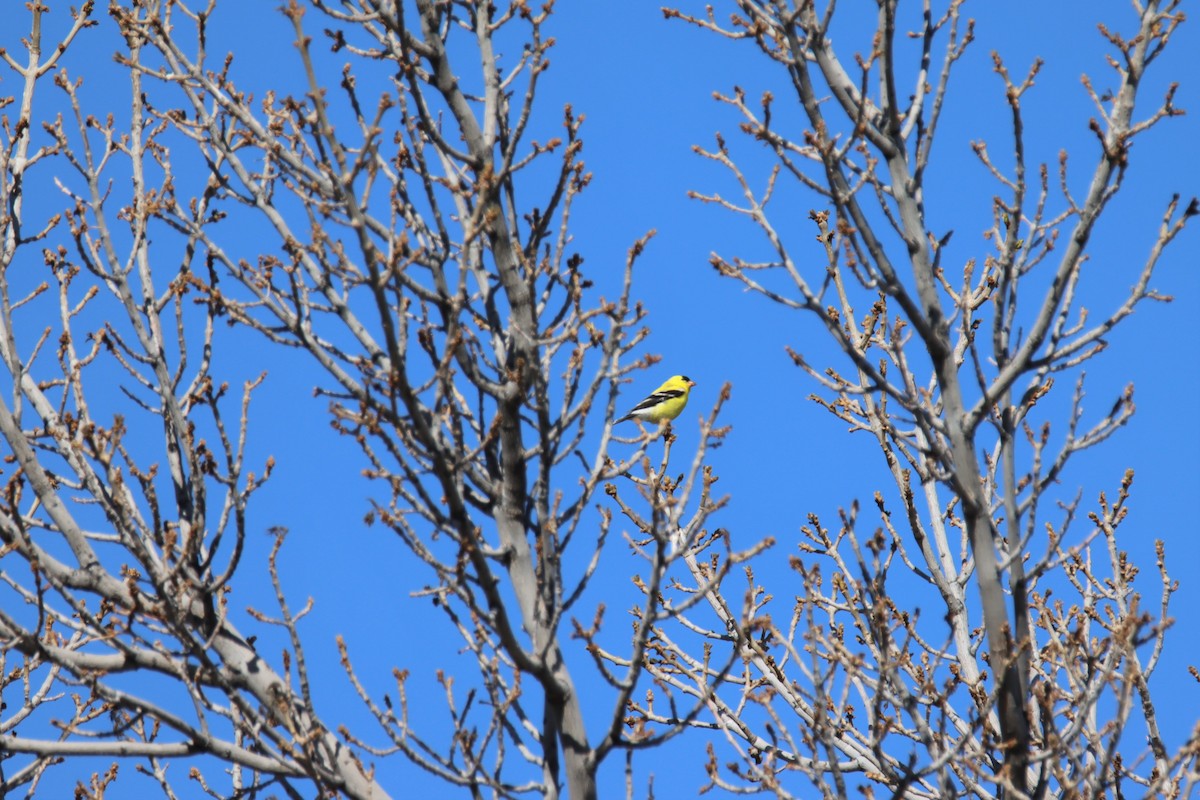 American Goldfinch - Mary Erickson