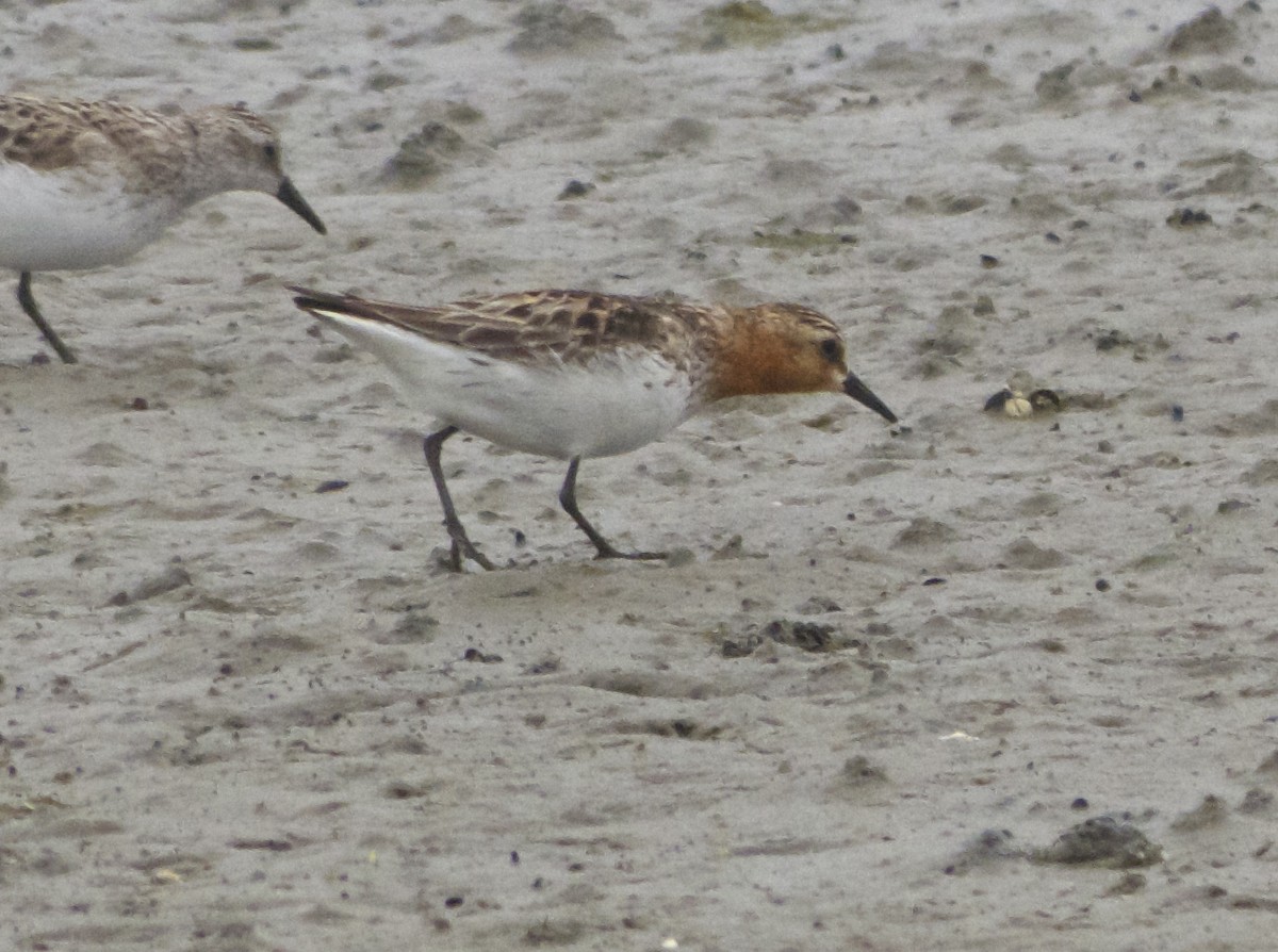 Rotkehl-Strandläufer - ML456429671