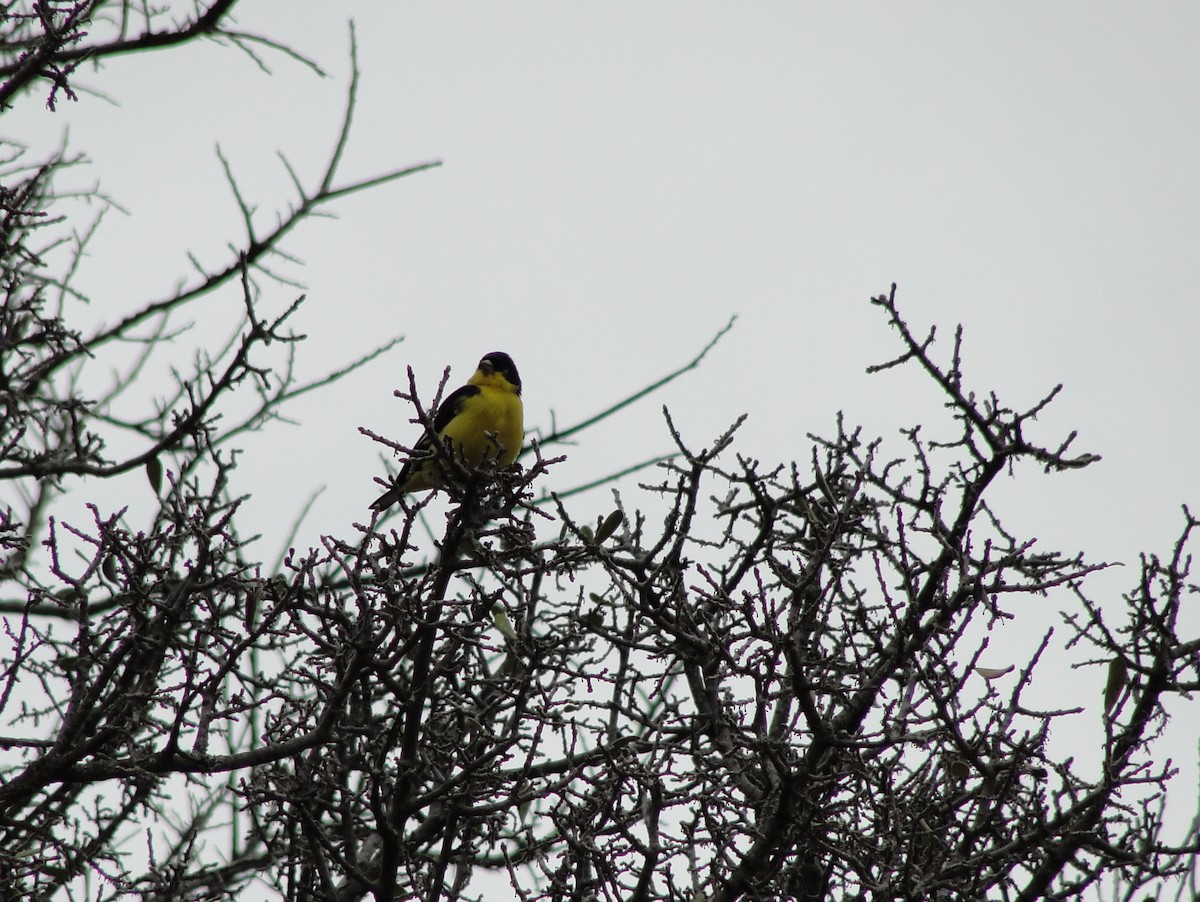 Lesser Goldfinch - ML45643021