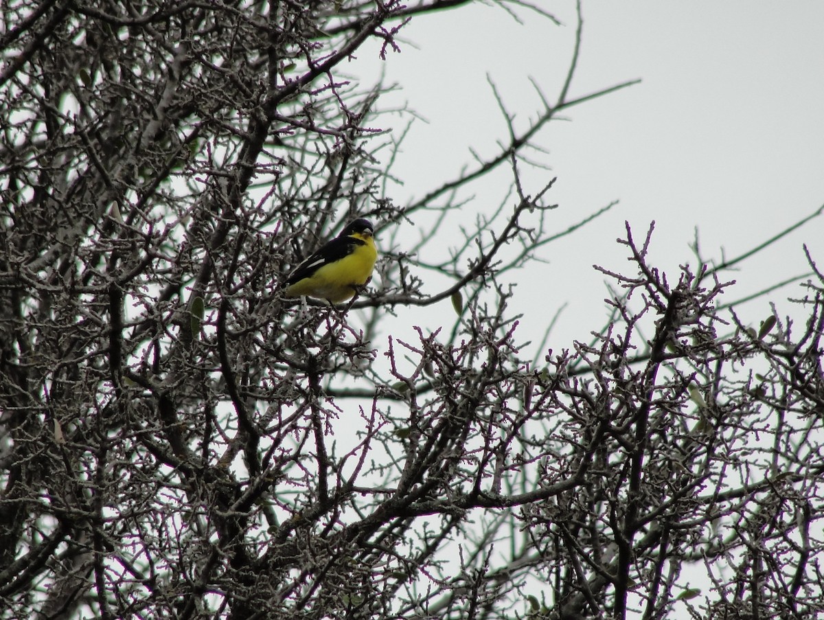 Lesser Goldfinch - ML45643031