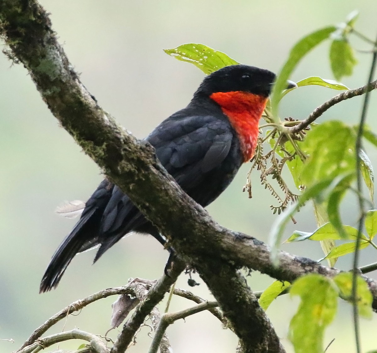 Red-ruffed Fruitcrow - ML456431401