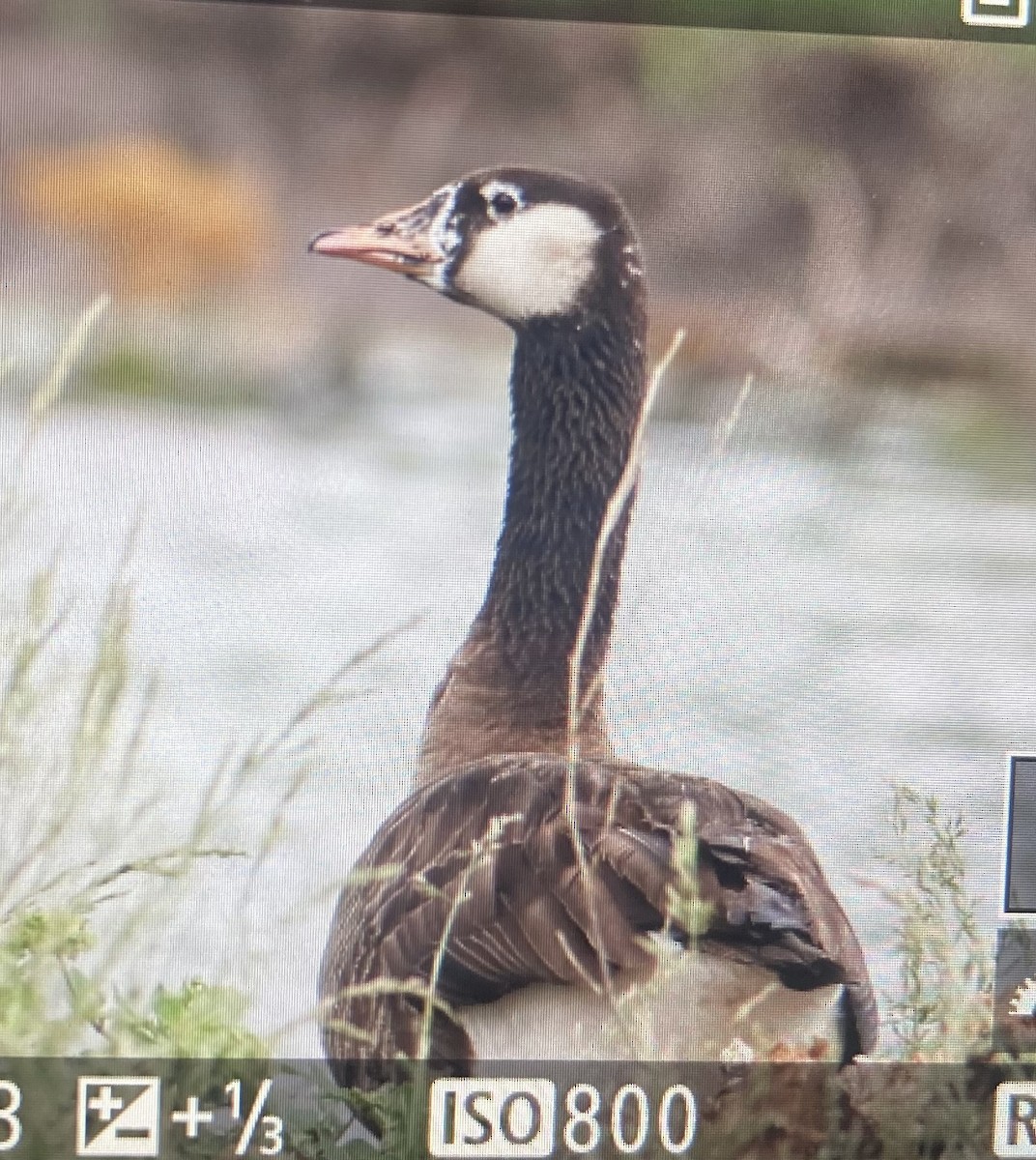 Graylag x Canada Goose (hybrid) - ML456431411