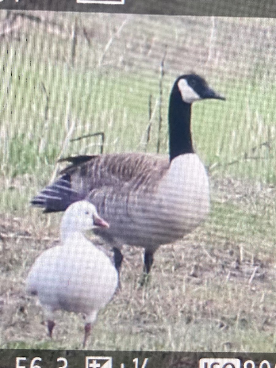 Ross's Goose - ML456431491