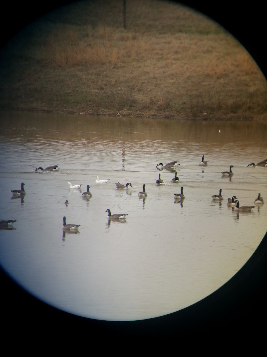 Ross's Goose - ML45643191