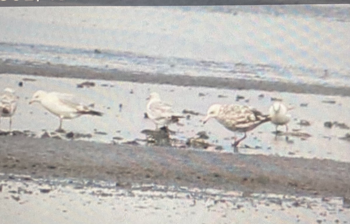 American Herring Gull - ML456432171