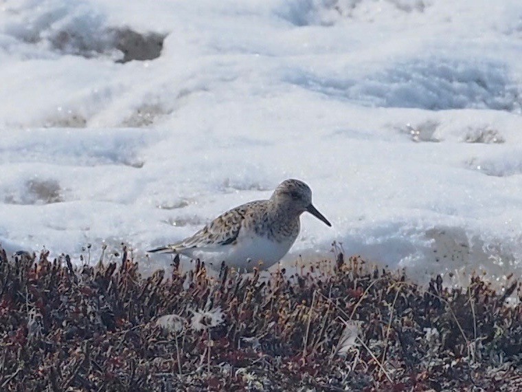 Bécasseau sanderling - ML456432291