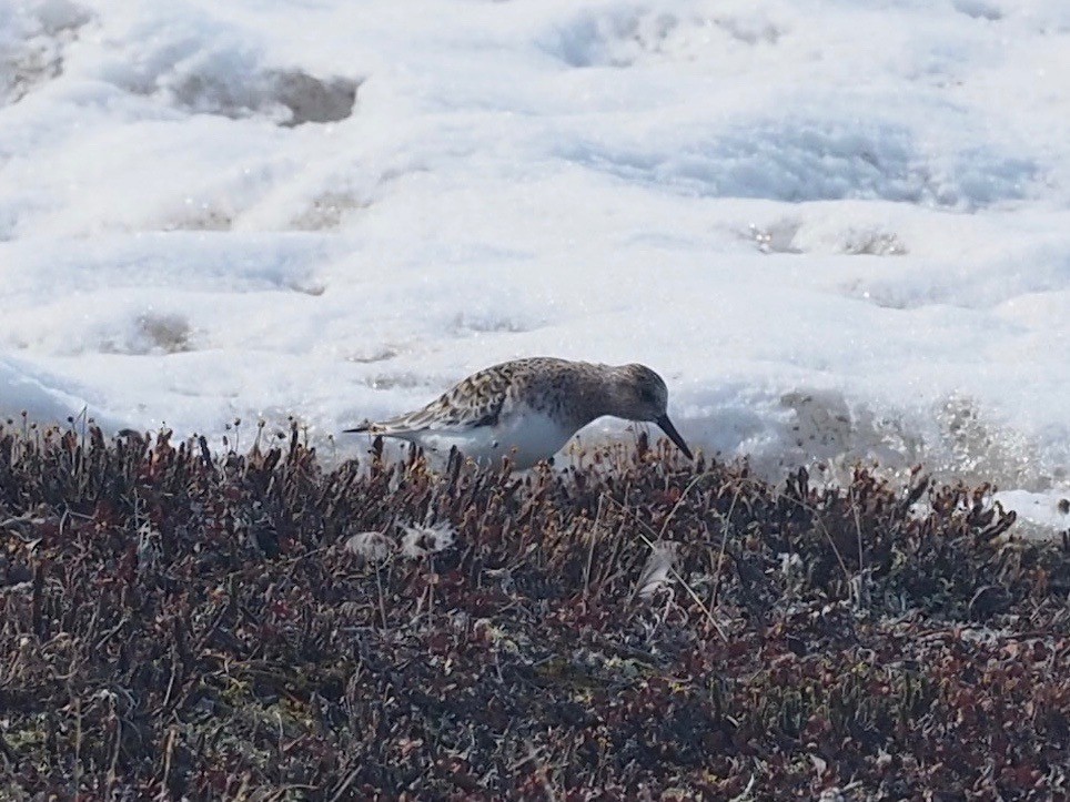 Bécasseau sanderling - ML456432301