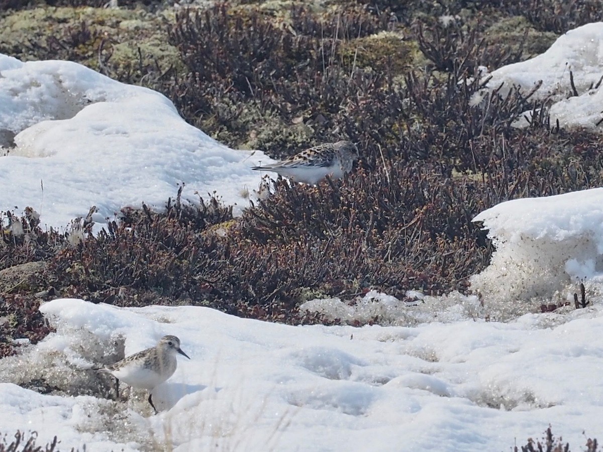 Bécasseau sanderling - ML456432321