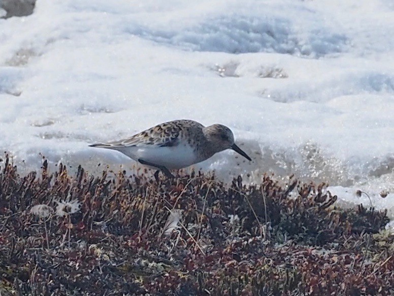 Sanderling - Thierry Grandmont