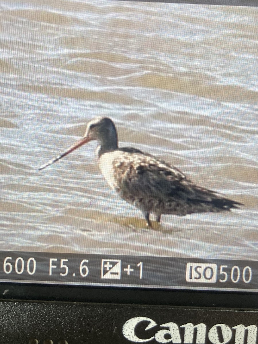 Hudsonian Godwit - ML456432401
