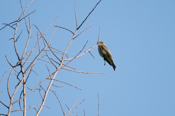 Eastern Wood-Pewee - ML456433041