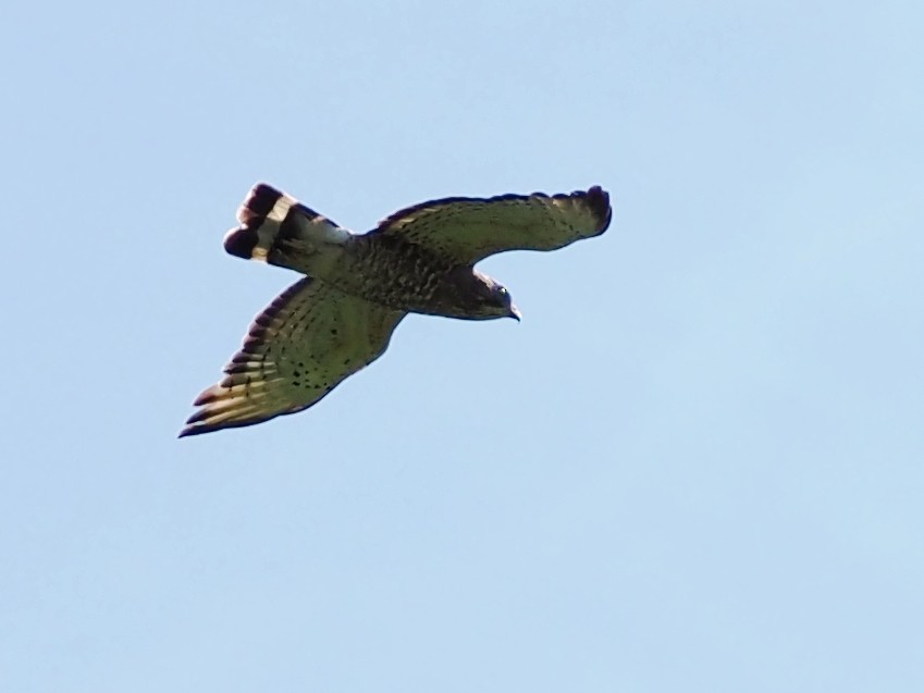 Broad-winged Hawk - ML456434551